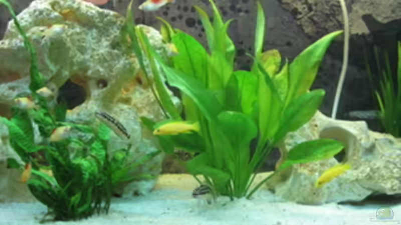 Besatz im Aquarium Becken 7277 von Doris77 (5)