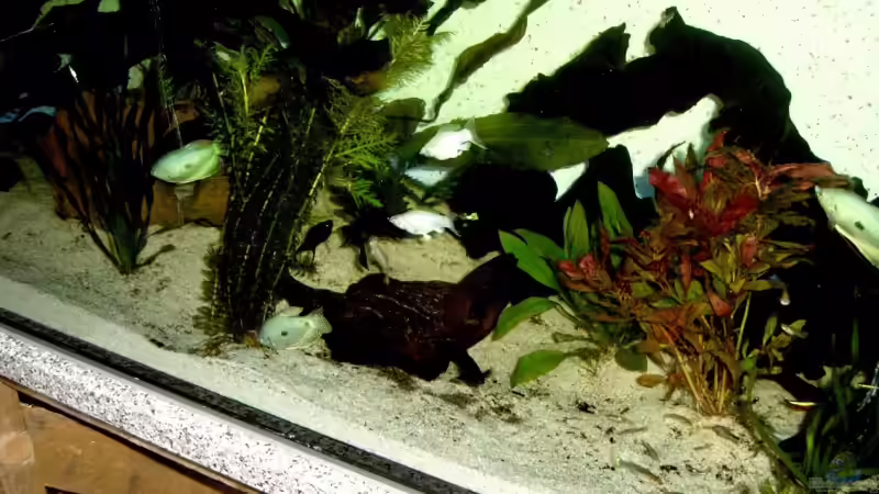 Besatz im Aquarium Becken 7278 von hundsling (10)