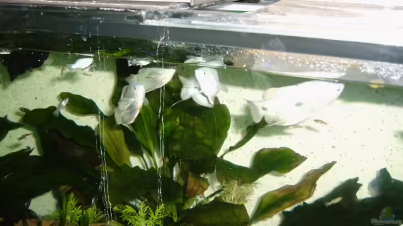 Besatz im Aquarium Becken 7278 von hundsling (8)