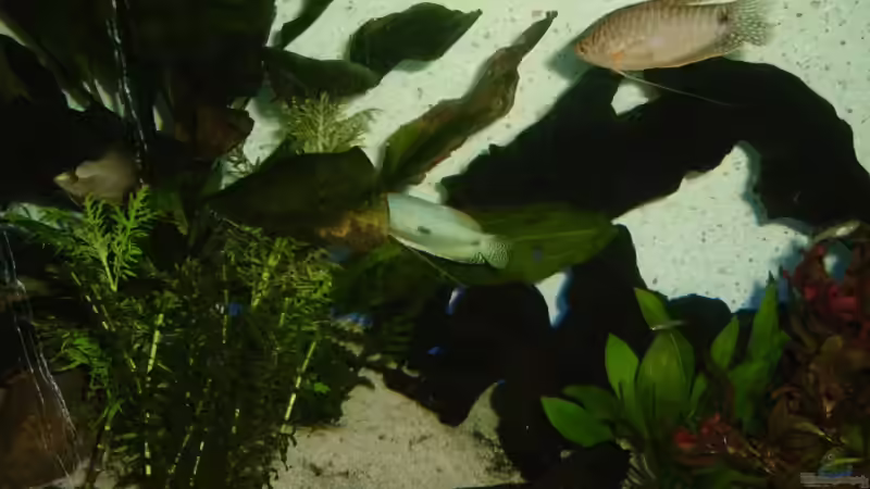 Besatz im Aquarium Becken 7278 von hundsling (9)