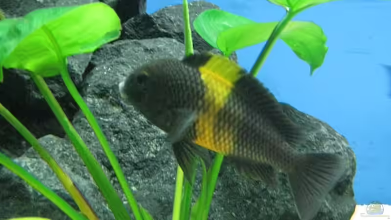 Besatz im Aquarium Becken 7284 von Sebastian Klappert (10)