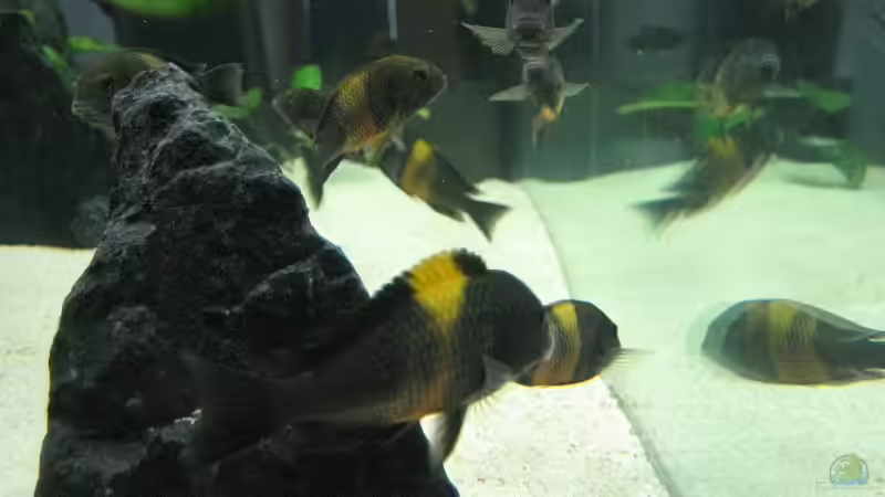 Besatz im Aquarium Becken 7284 von Sebastian Klappert (11)