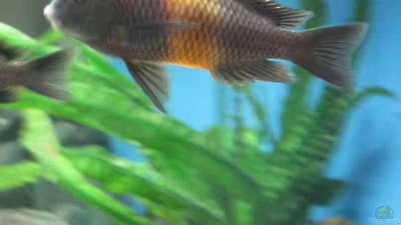 Besatz im Aquarium Becken 7284 von Sebastian Klappert (14)