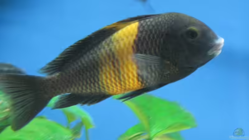 Besatz im Aquarium Becken 7284 von Sebastian Klappert (15)