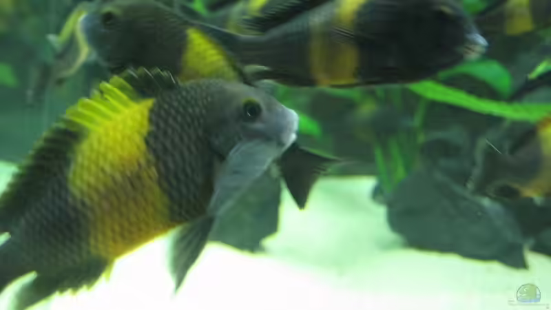 Besatz im Aquarium Becken 7284 von Sebastian Klappert (16)