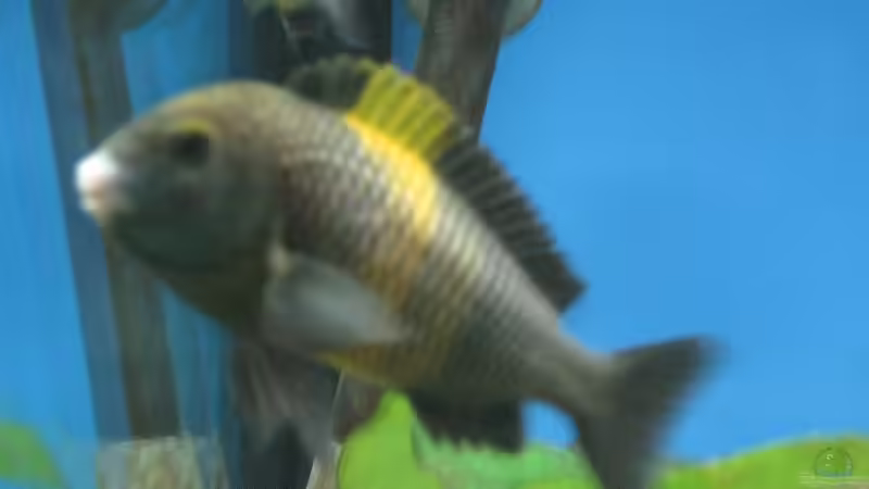 Besatz im Aquarium Becken 7284 von Sebastian Klappert (17)