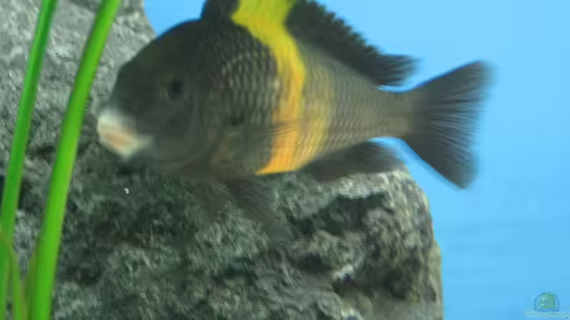 Besatz im Aquarium Becken 7284 von Sebastian Klappert (18)