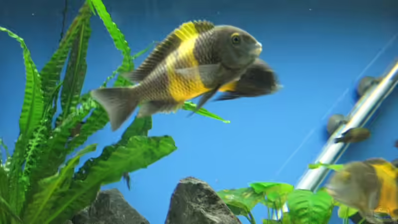 Besatz im Aquarium Becken 7284 von Sebastian Klappert (19)