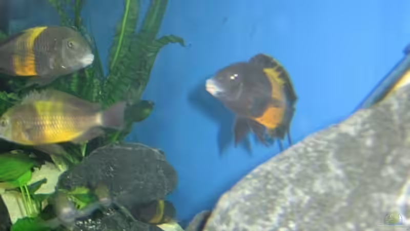 Besatz im Aquarium Becken 7284 von Sebastian Klappert (9)