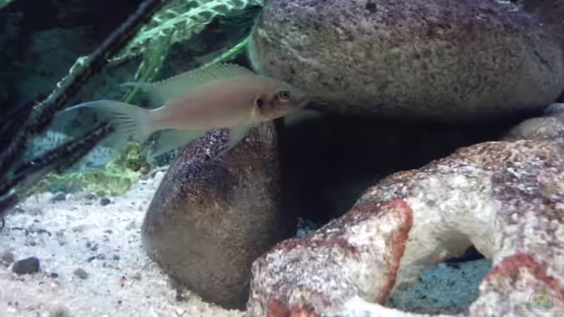 Besatz im Aquarium Becken 73 von David Maitschke (11)