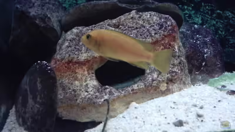 Besatz im Aquarium Becken 73 von David Maitschke (12)