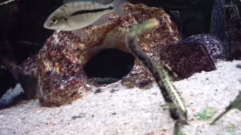 Besatz im Aquarium Becken 73 von David Maitschke (13)