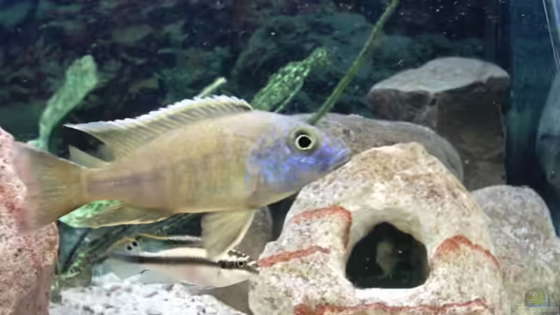 Besatz im Aquarium Becken 73 von David Maitschke (5)