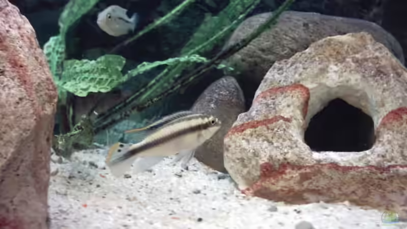 Besatz im Aquarium Becken 73 von David Maitschke (6)