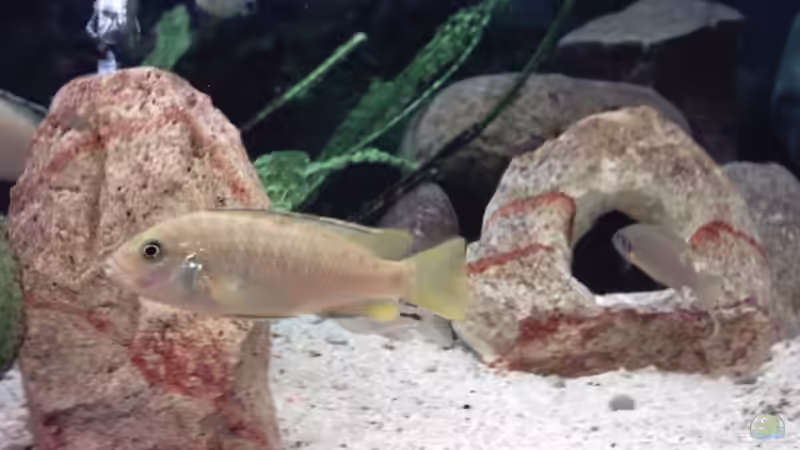 Besatz im Aquarium Becken 73 von David Maitschke (8)