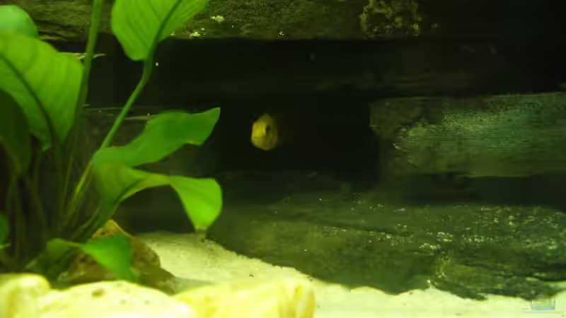 Besatz im Aquarium Becken 7305 von Knut Hillmer (15)