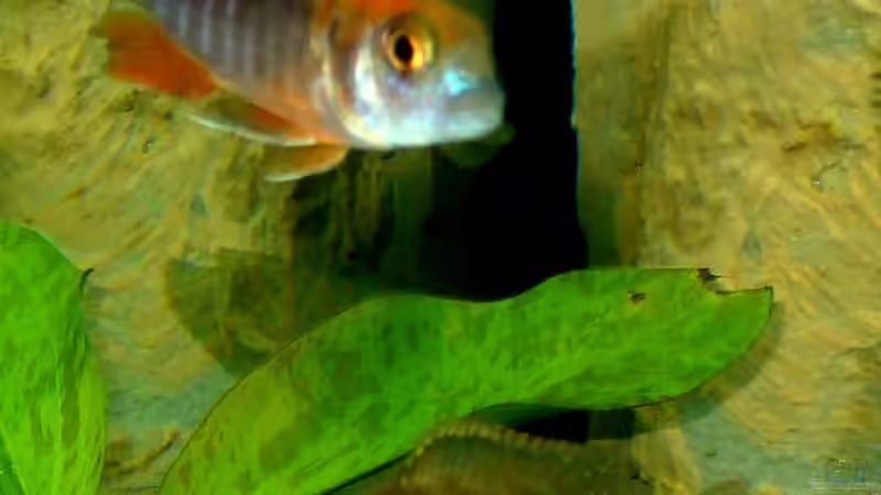 Besatz im Aquarium Becken 7305 von Knut Hillmer (17)