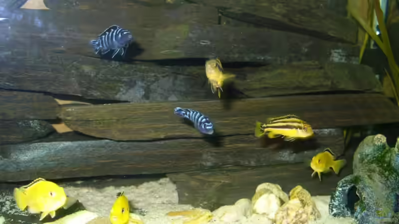 Besatz im Aquarium Becken 7305 von Knut Hillmer (18)