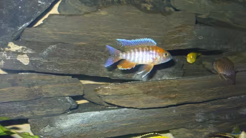 Besatz im Aquarium Becken 7305 von Knut Hillmer (19)