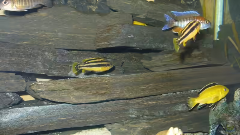 Besatz im Aquarium Becken 7305 von Knut Hillmer (20)