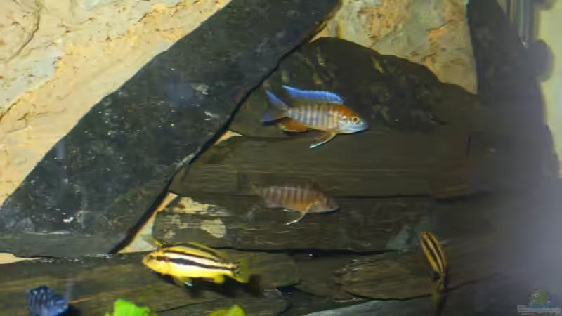 Besatz im Aquarium Becken 7305 von Knut Hillmer (21)