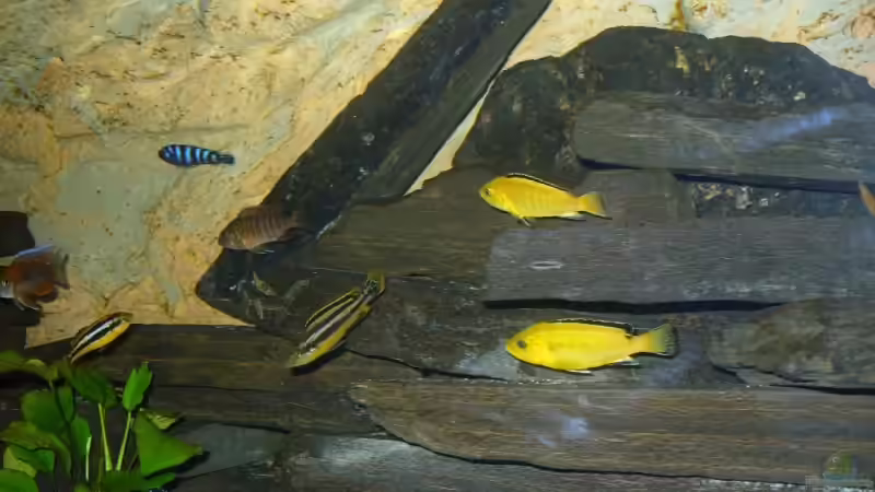 Besatz im Aquarium Becken 7305 von Knut Hillmer (22)