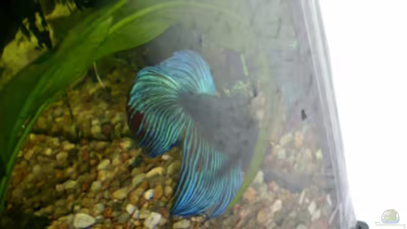 Besatz im Aquarium Becken 7316 von Mario Hey (5)