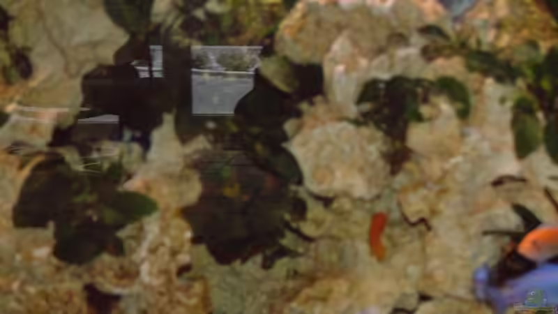 Besatz im Aquarium Becken 7317 von FTE (5)