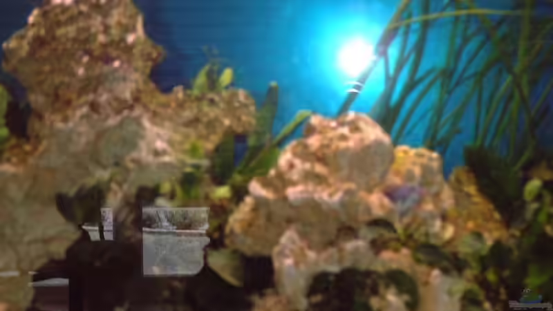 Besatz im Aquarium Becken 7317 von FTE (6)