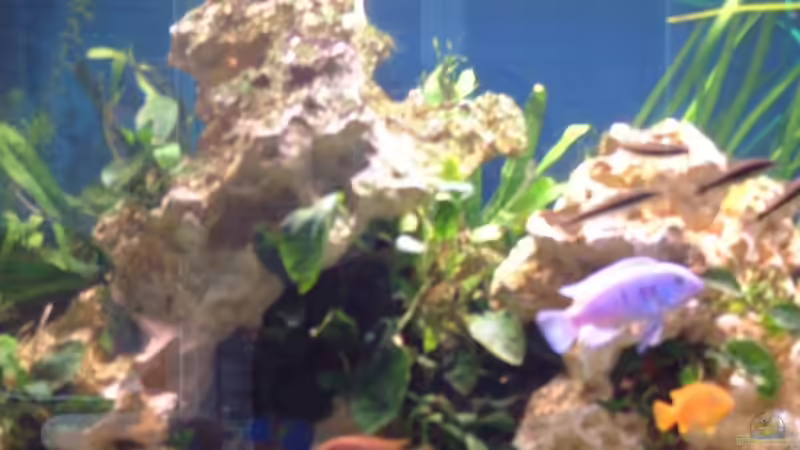 Besatz im Aquarium Becken 7317 von FTE (7)