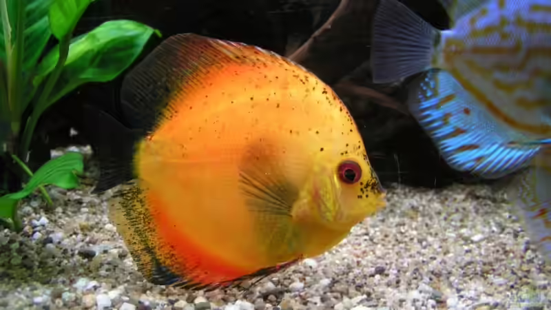 Besatz im Aquarium Becken 7323 von Kunibert Schäfer (10)