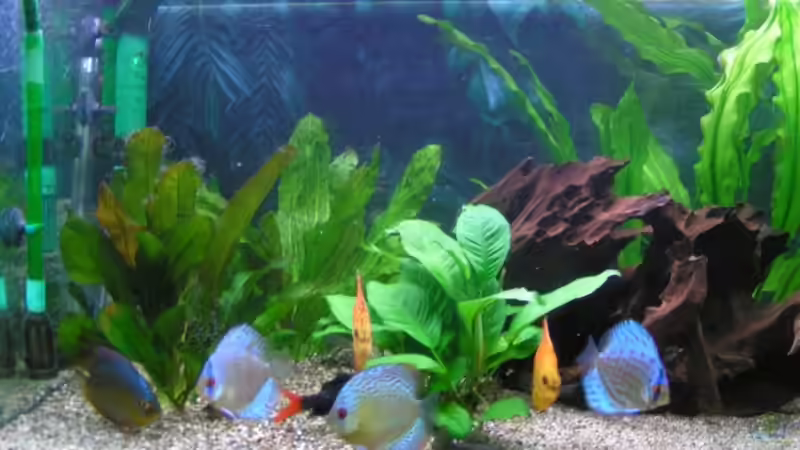 Besatz im Aquarium Becken 7323 von Kunibert Schäfer (11)