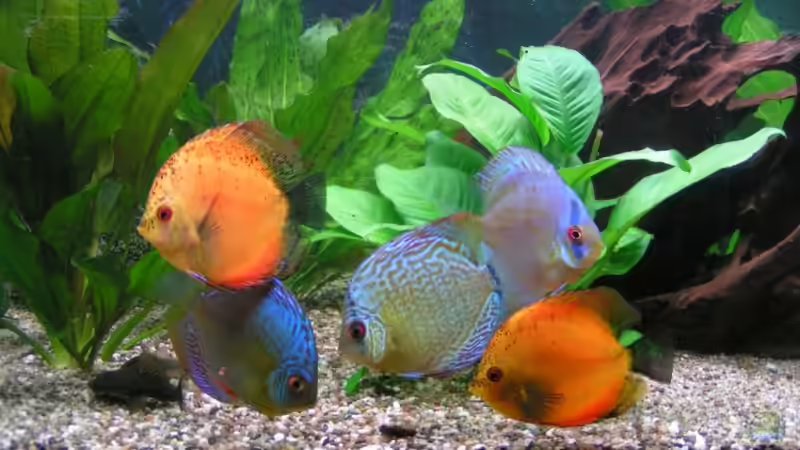 Besatz im Aquarium Becken 7323 von Kunibert Schäfer (12)