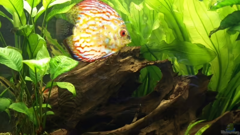 Besatz im Aquarium Becken 7323 von Kunibert Schäfer (15)