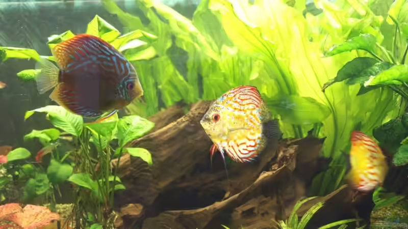 Besatz im Aquarium Becken 7323 von Kunibert Schäfer (16)