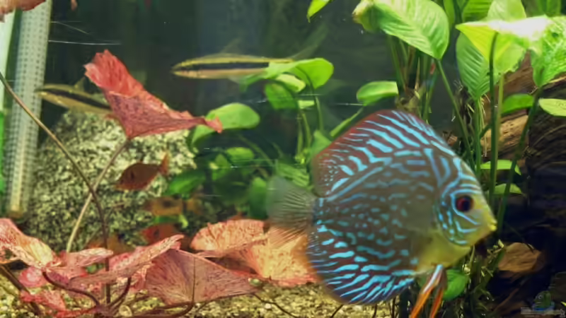 Besatz im Aquarium Becken 7323 von Kunibert Schäfer (18)