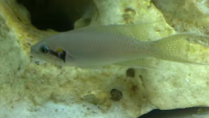 Besatz im Aquarium Becken 7327 von Christopher Hofmann (10)