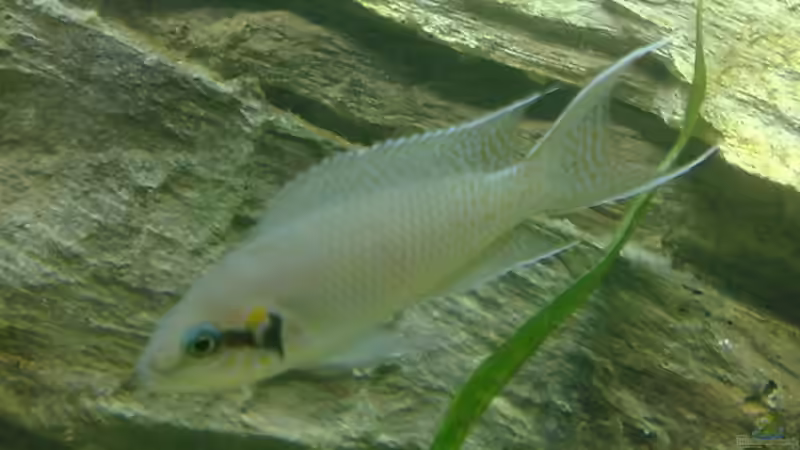 Besatz im Aquarium Becken 7327 von Christopher Hofmann (11)