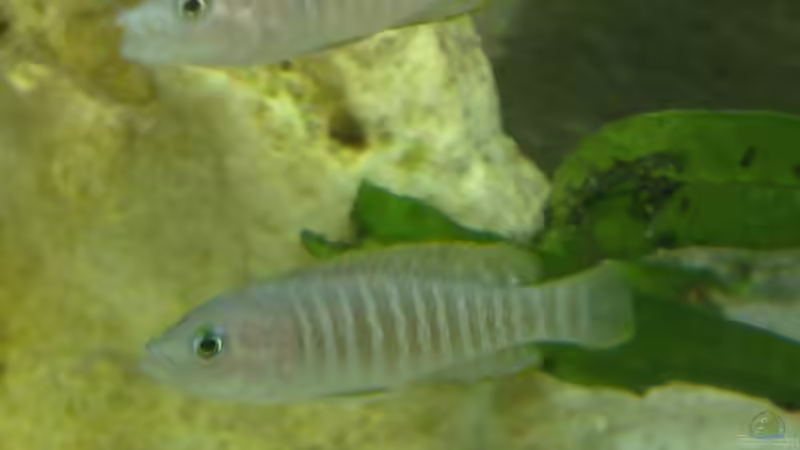 Besatz im Aquarium Becken 7327 von Christopher Hofmann (9)