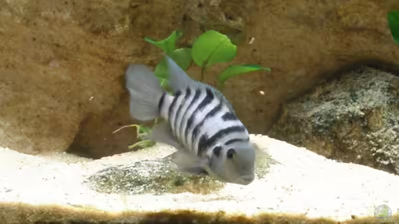 Besatz im Aquarium Becken 7333 von Thomas Bichler (5)