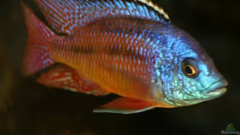 Besatz im Aquarium Becken 7342 von Thomas Szöts (11)