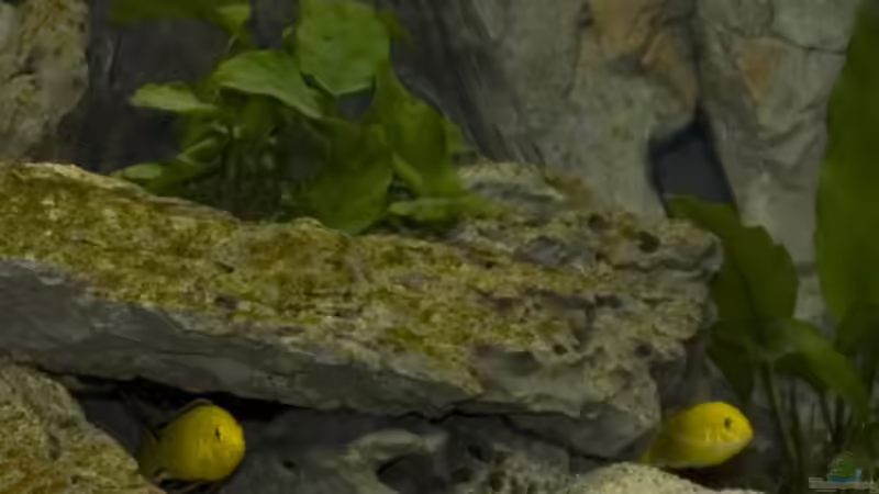 Besatz im Aquarium Becken 7349 von Willem Prins (18)