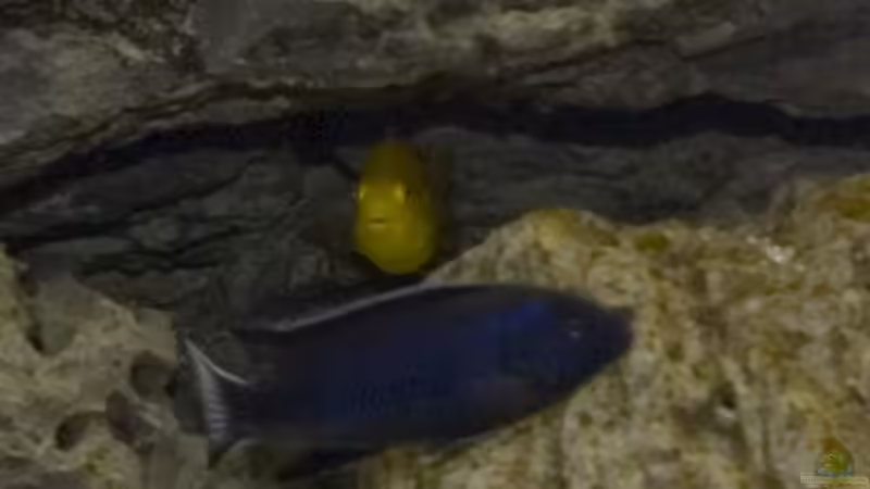 Besatz im Aquarium Becken 7349 von Willem Prins (19)