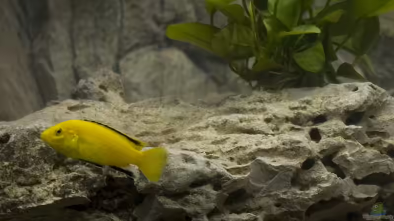 Besatz im Aquarium Becken 7349 von Willem Prins (20)