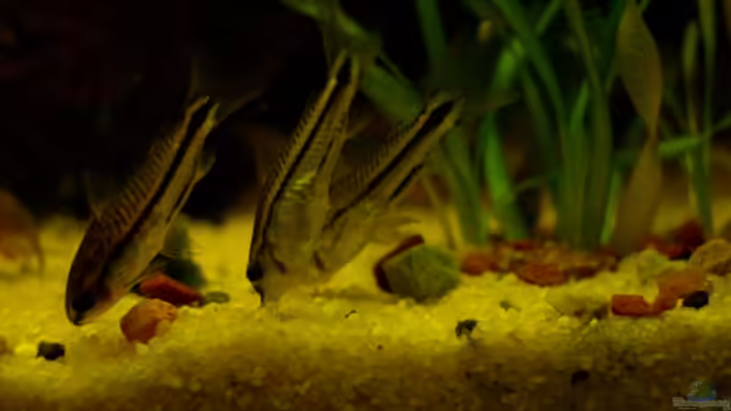 Besatz im Aquarium Becken 7355 von Sebastian W. (12)