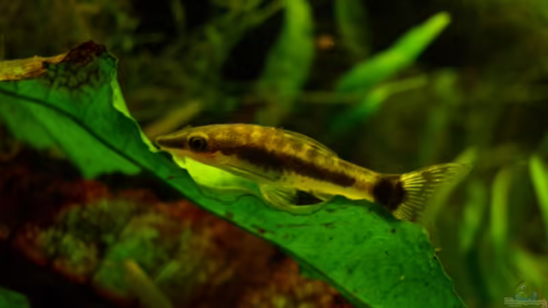 Besatz im Aquarium Becken 7355 von Sebastian W. (14)