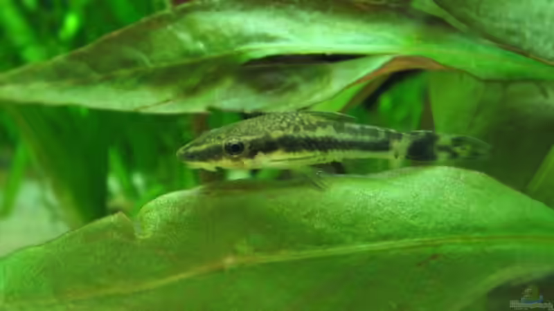 Besatz im Aquarium Becken 7355 von Sebastian W. (15)