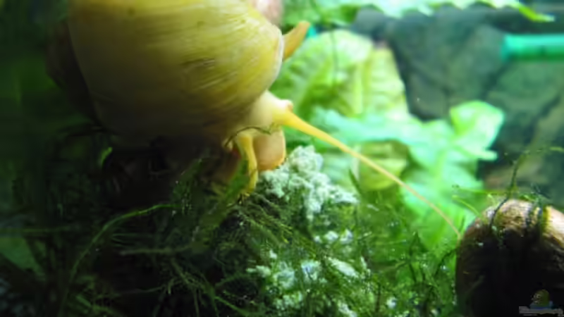 Besatz im Aquarium Becken 7355 von Sebastian W. (16)