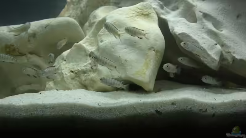 Besatz im Aquarium Becken 7360 von Stefan Großmann (4)