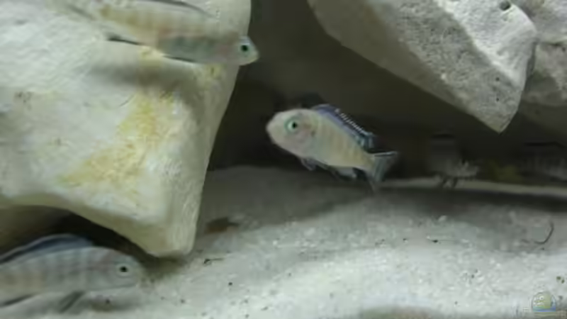 Besatz im Aquarium Becken 7360 von Stefan Großmann (5)